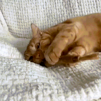 Câlinou™ Bâtons Dentaires Naturels