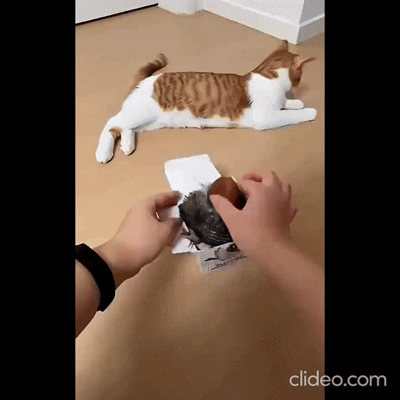 Le Jouet Câlin™ – Jouet Anti-Ennui Interactif pour Chats