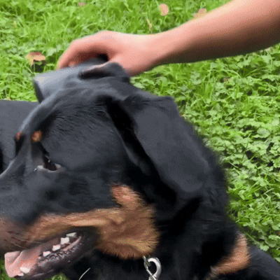 La Brosse Anti-Poils Câlinou™